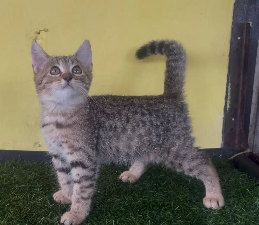 Kucing ras bsh x beng aL bukan persia
