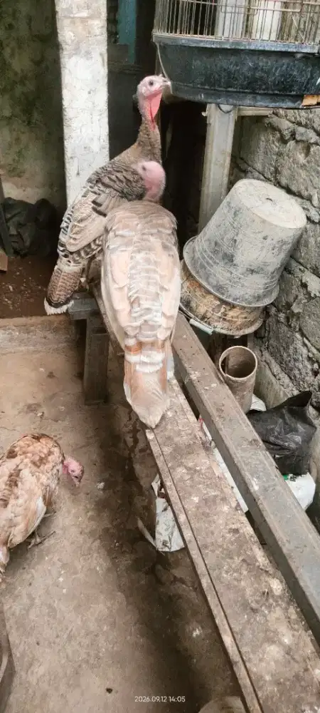 Betina Ayam kalkun