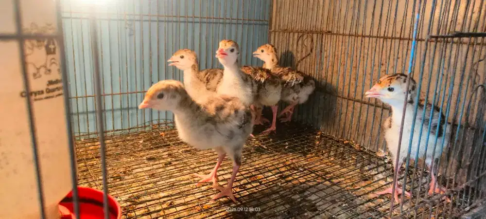 Anak Ayam Kalkun