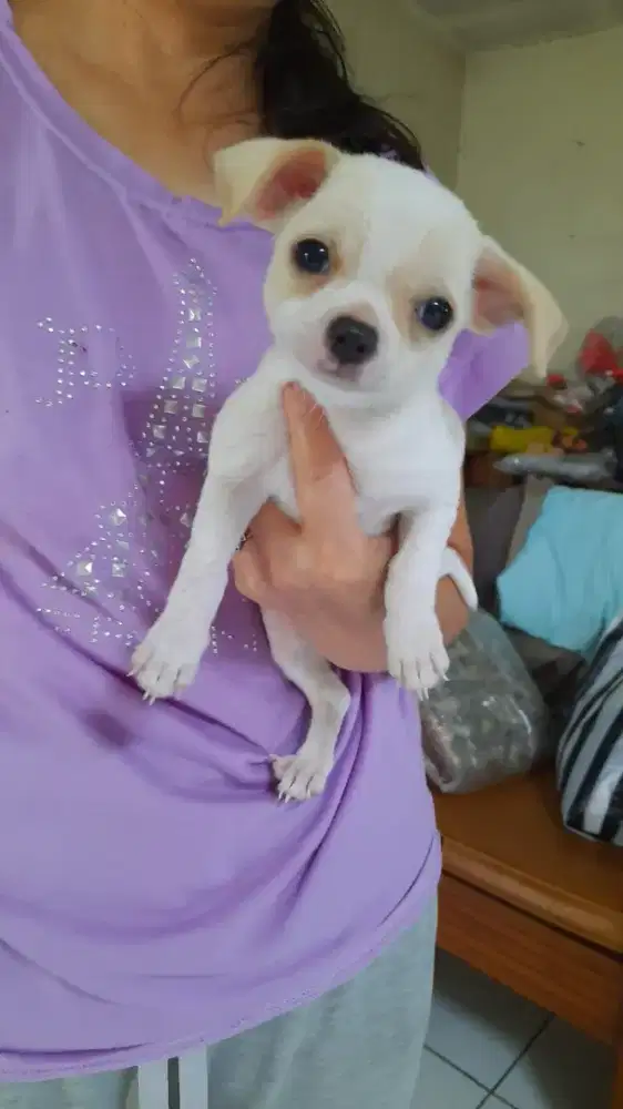 Mini Chihuahua PURE