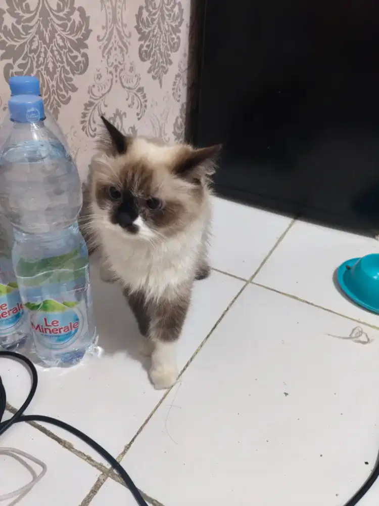 Ragdoll mix Himalaya
