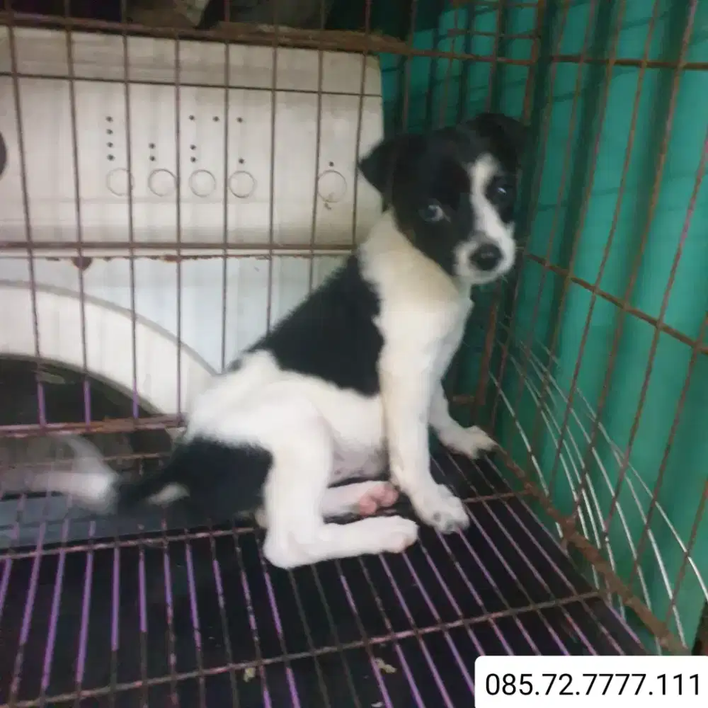 Open Adopt!! Ganti uang makan saja (minat serius WA nomor di foto)
