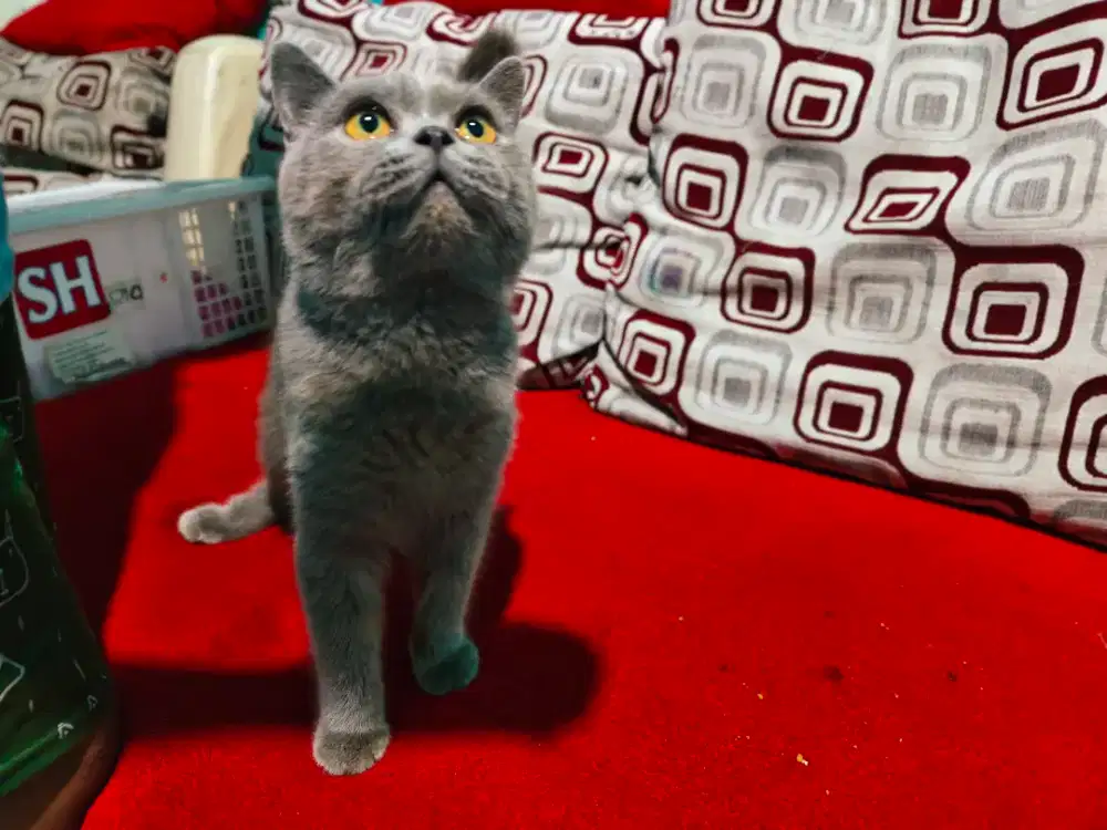 Kucing BSh jantan nego