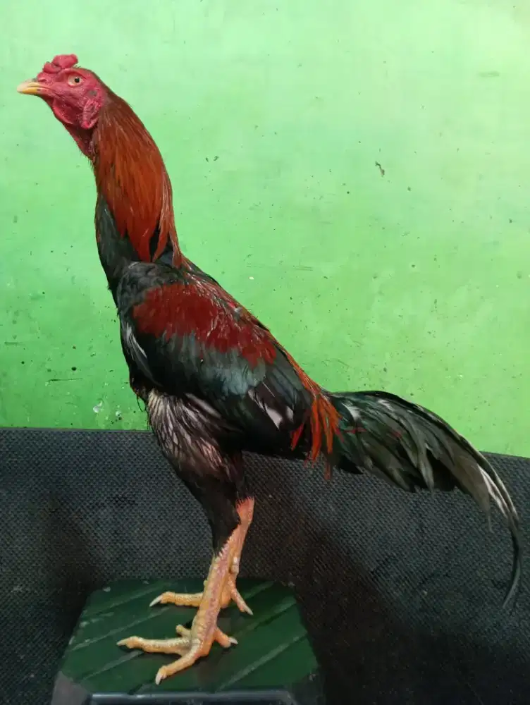 Ayam Bangkok Pakhoy
