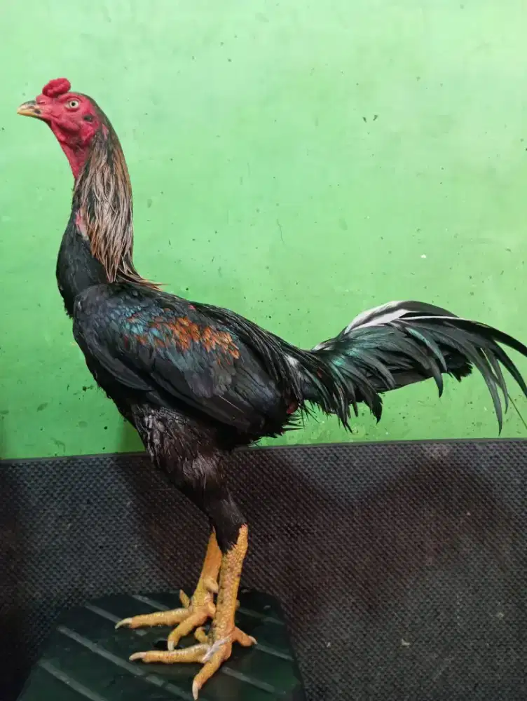 Ayam Bangkok Khoyngon