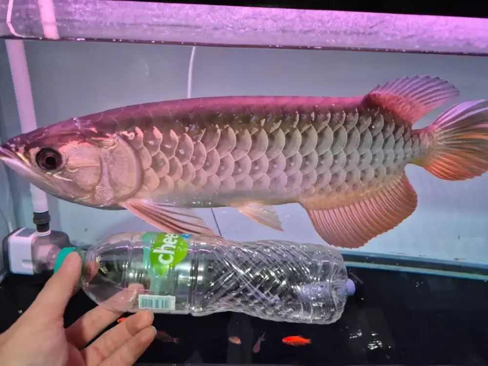 Ikan Arwana Golden Red