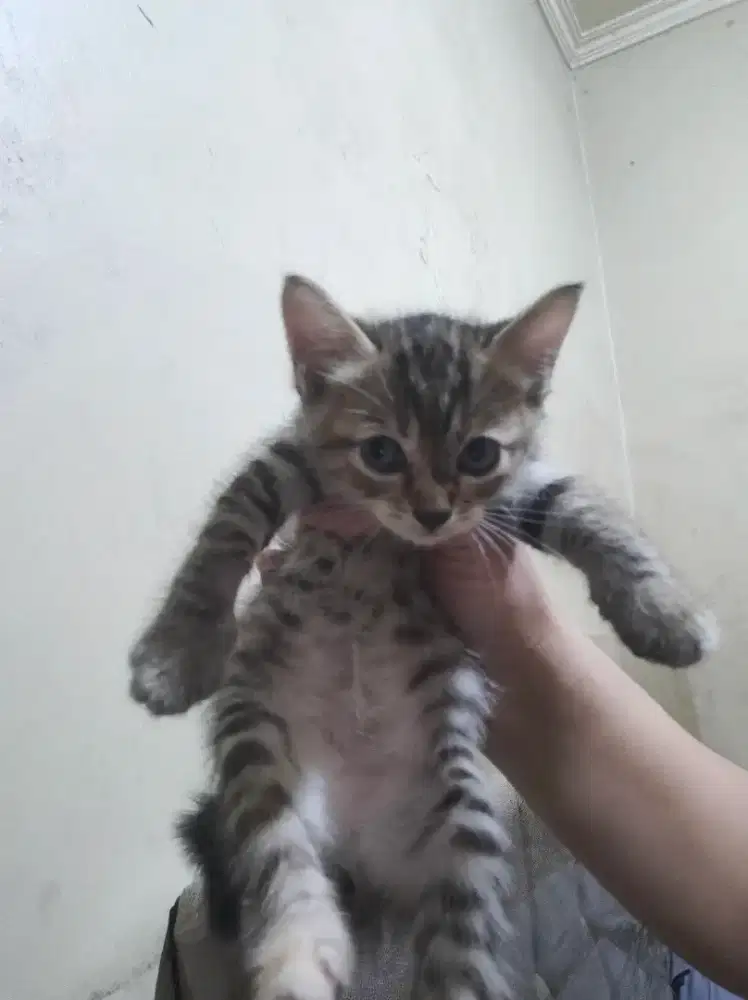 Kucing kitten persia mujaer betina
