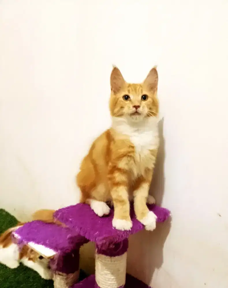 Kitten MaineCoon Jantan Pure No mix. Induk ped Cfa Maine Coon