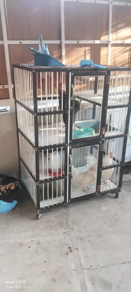 Kandang kucing  masih grees