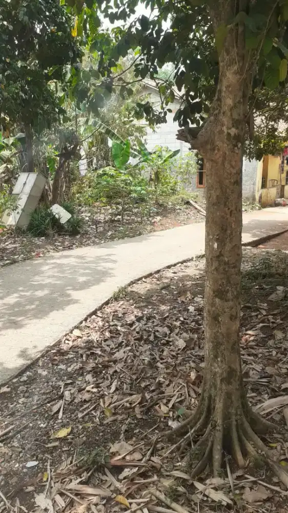 Tanah 500m  untuk  rumah tinggal  gunungsindur  bogor
