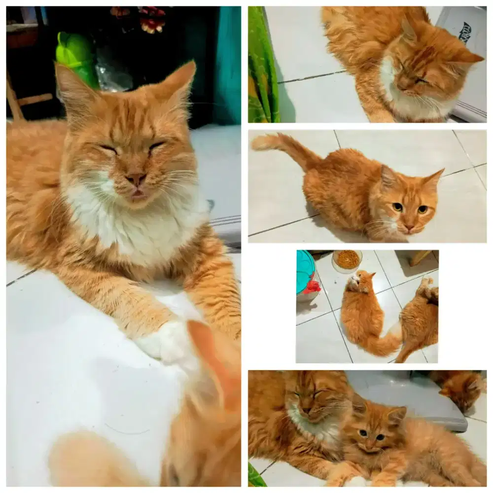 Kucing betina orange