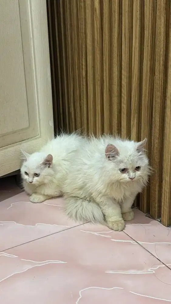 KITTEN PERSIA LONGHAIR 3 bulan