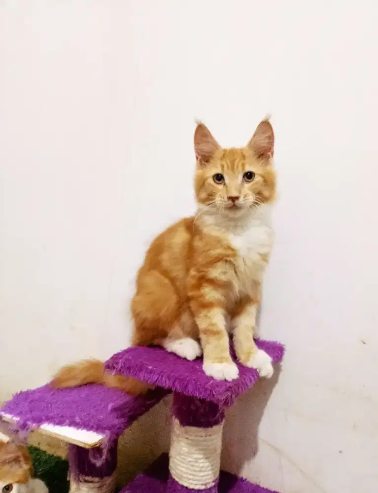 Kitten maineCoon Jantan Pure No mix.
