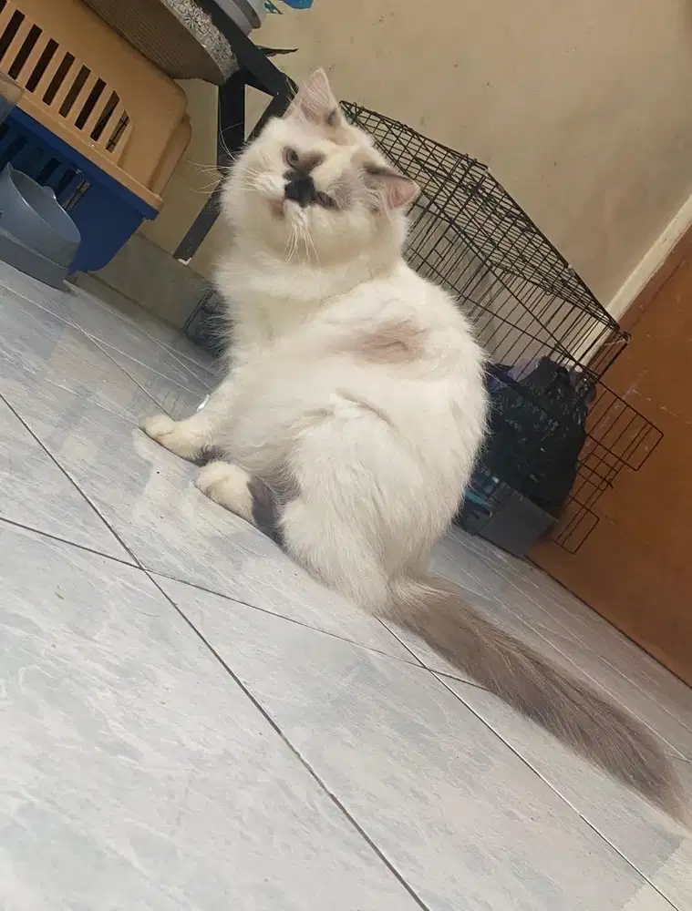 Kucing ragdoll jantan