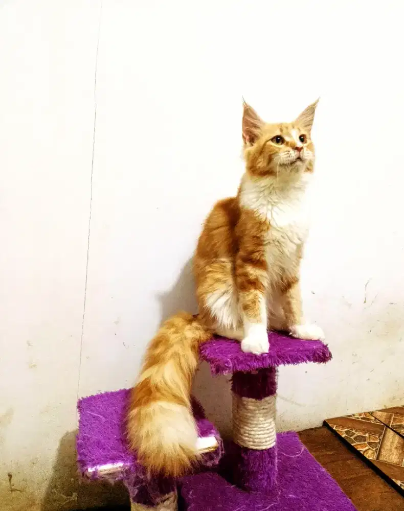 Kitten MaineCoon Betina Pure No mix. Induk Ped Cfa Maine Coon