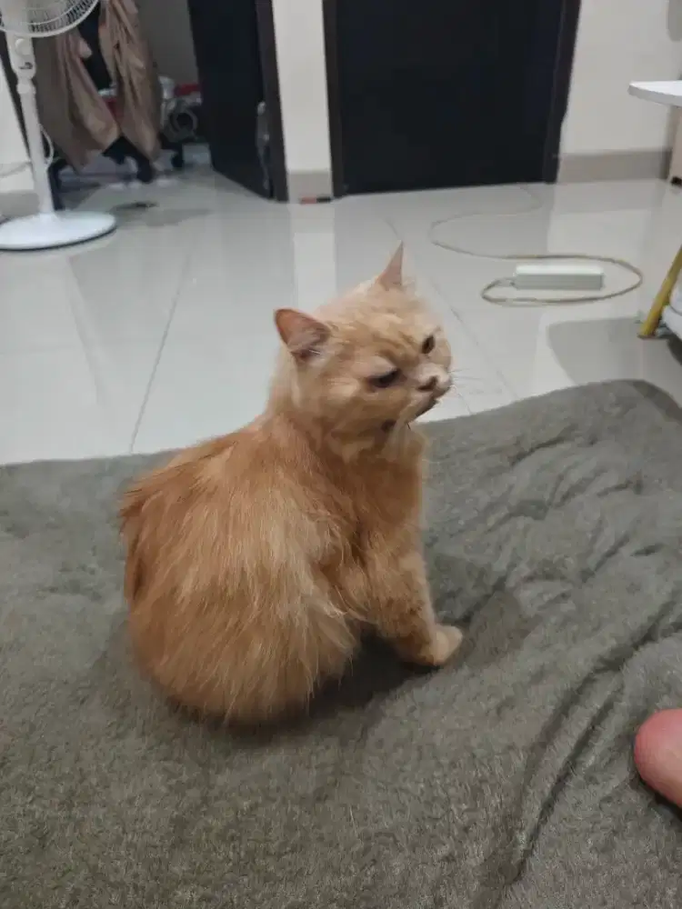 Open Adopt Persia Jantan