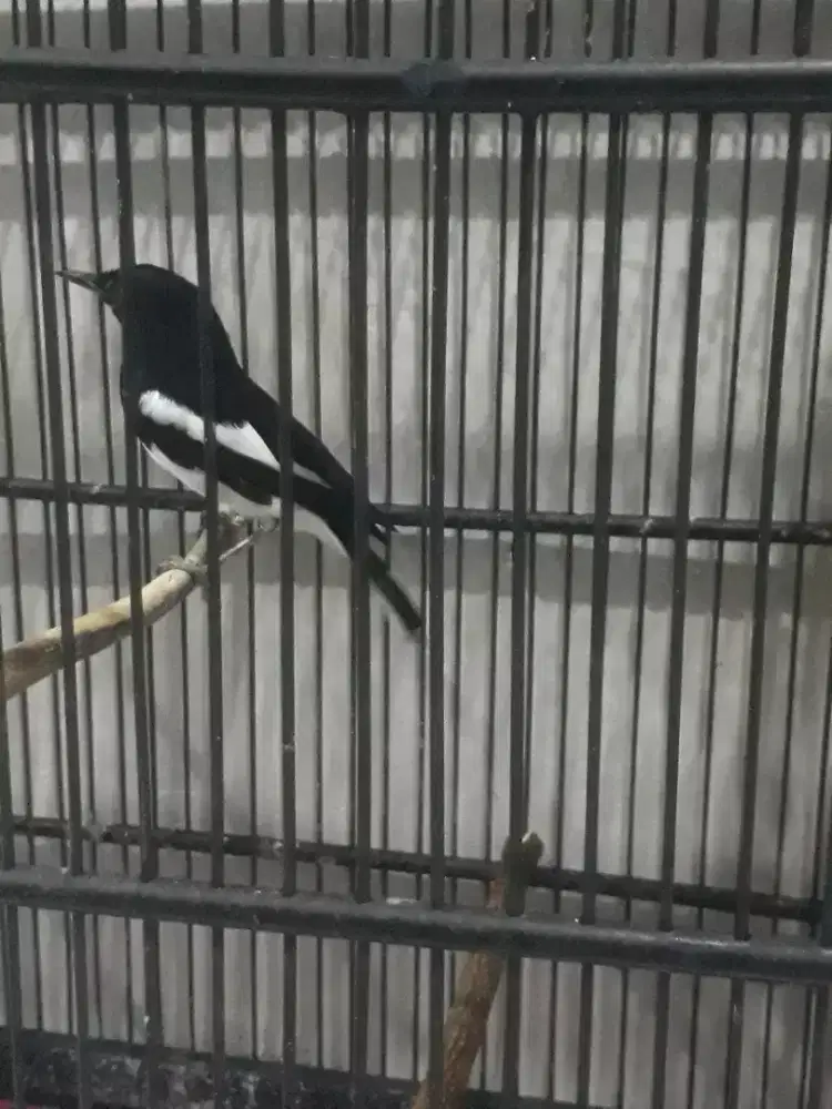Burung kacer daput fs