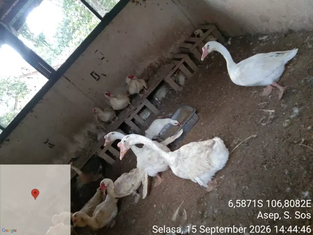 Angsa Hibrida Sepasang
