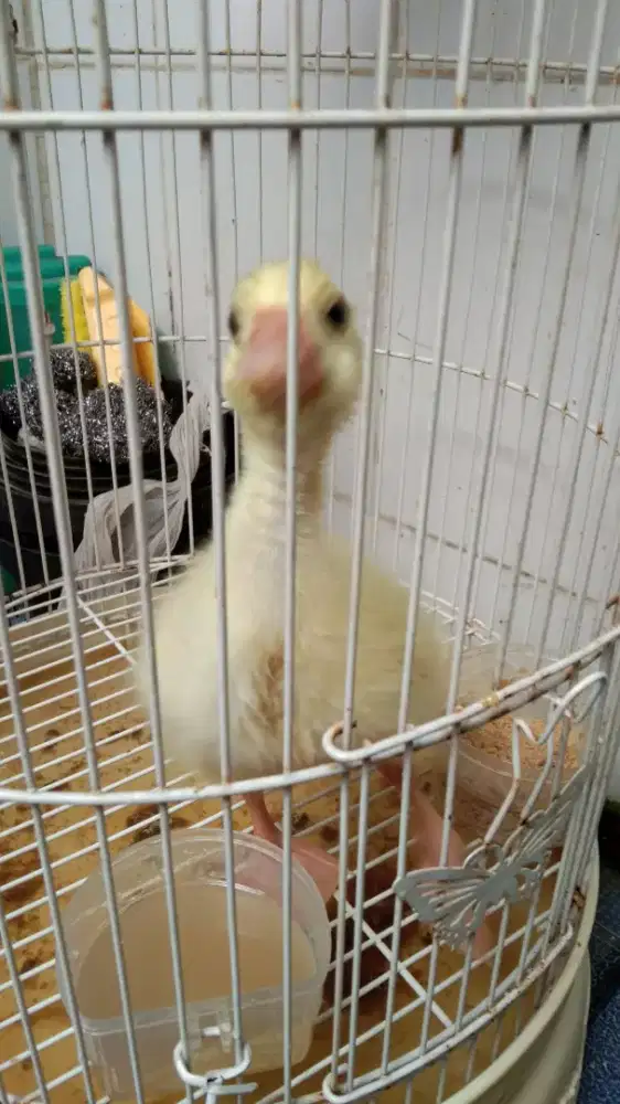 Anak Angsa Hibrida