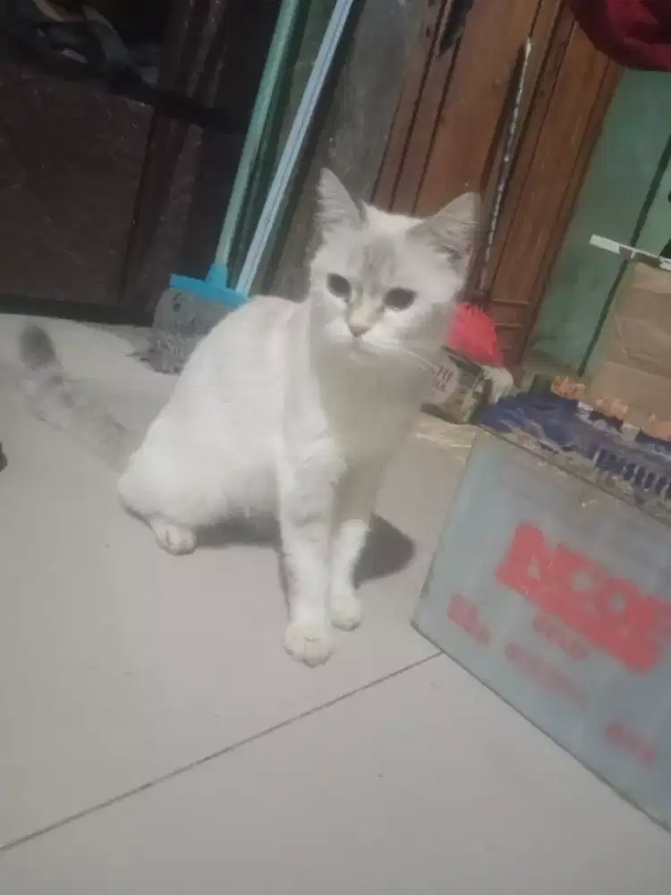 Di jual kucing Persia Himalaya flat
