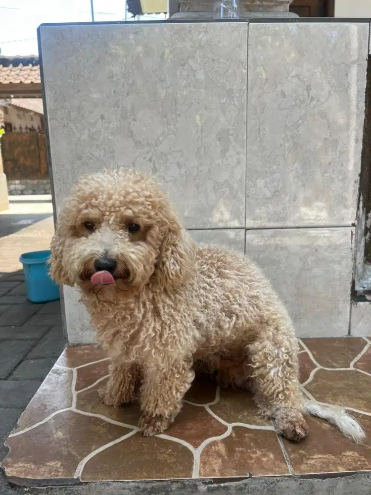 Poodle Jantan stambum