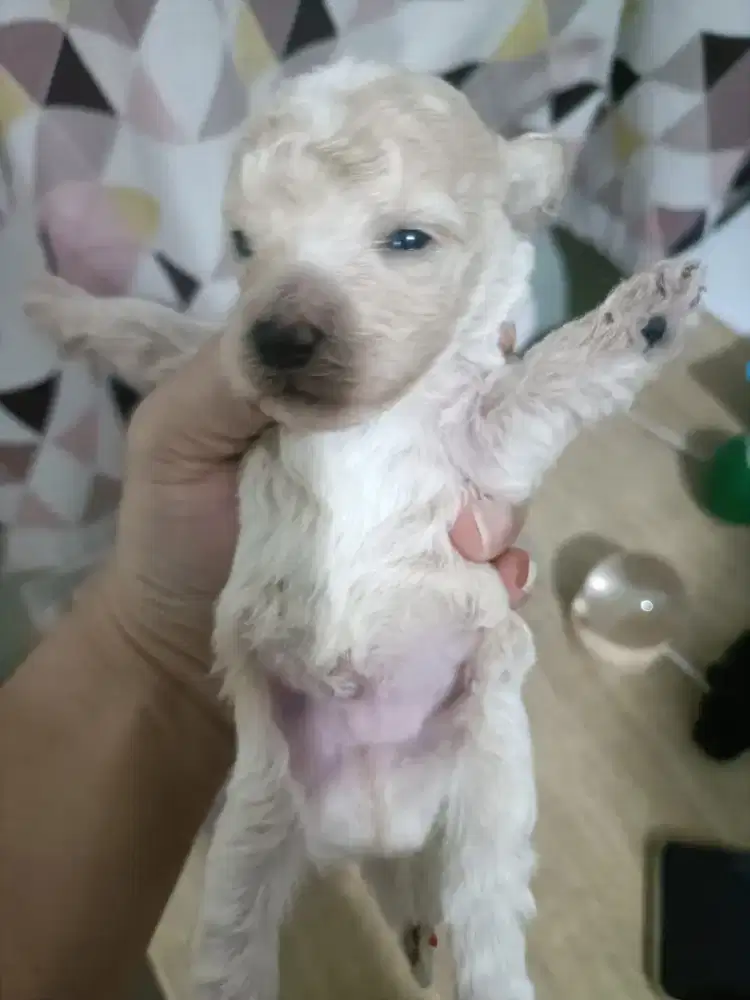 BABY POODLE LAHIR 1 SEPT 2026