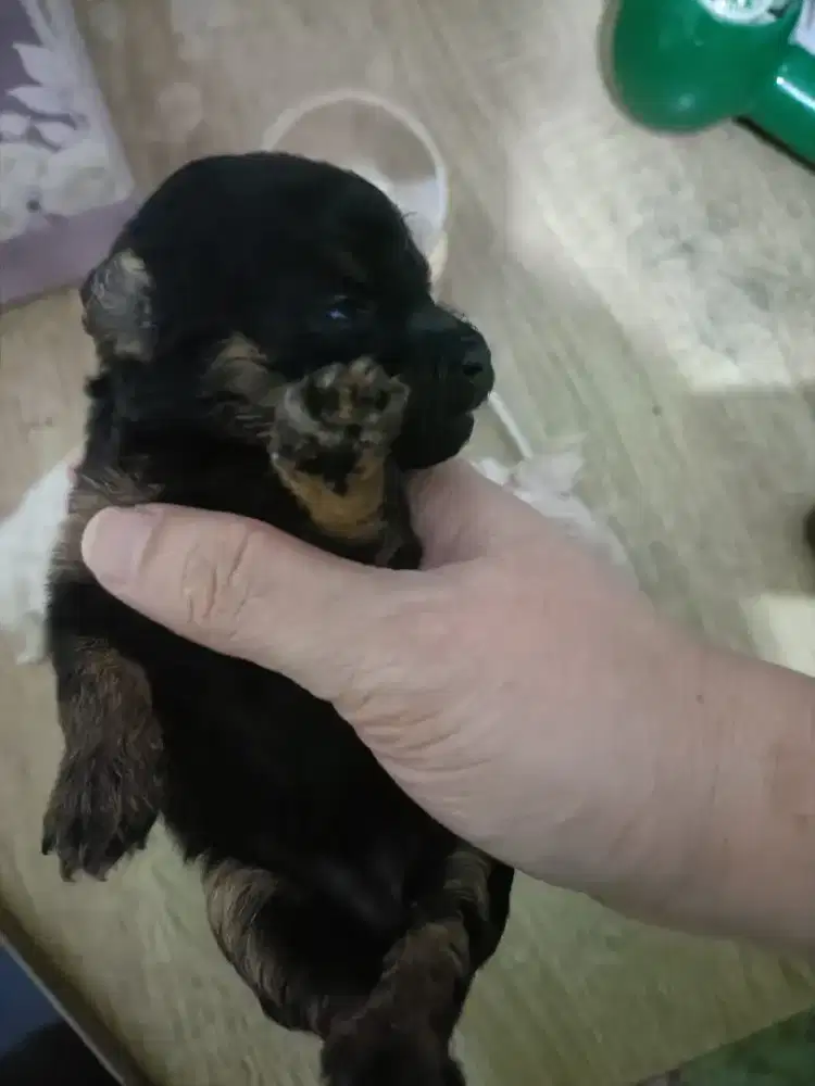 Toy Poodle / Tiny Poodle