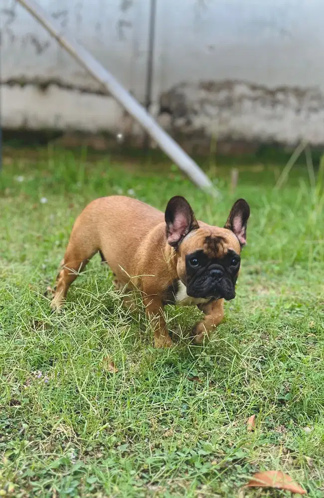 French Bulldog Betina Super Quality