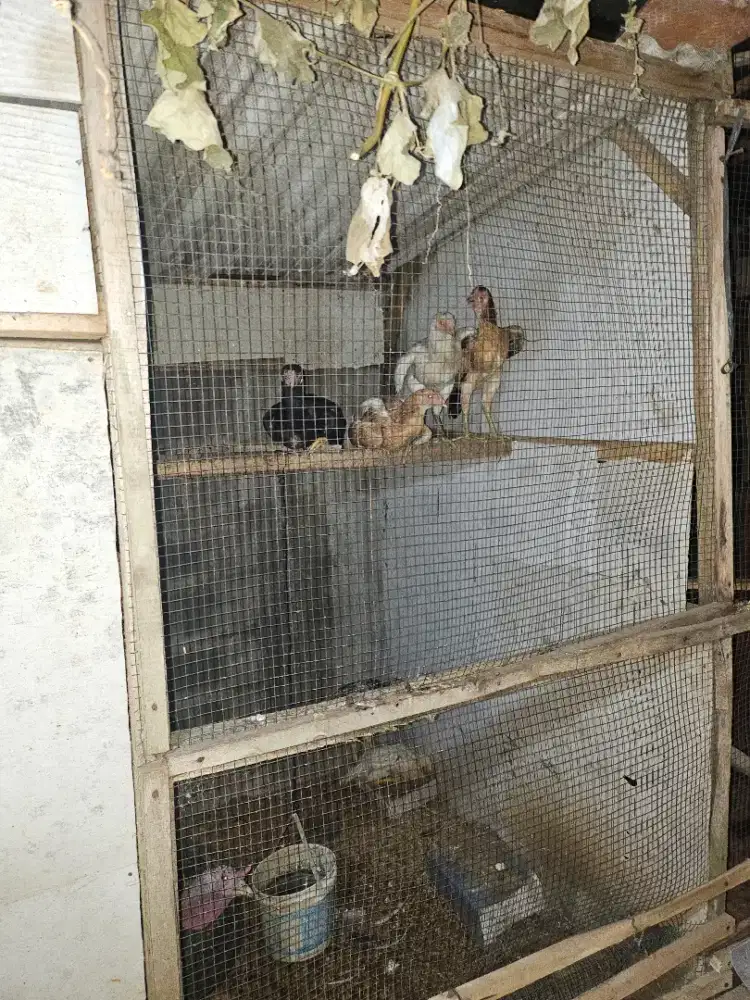 Anakan ayam 6 ekor usia ±4 bulan