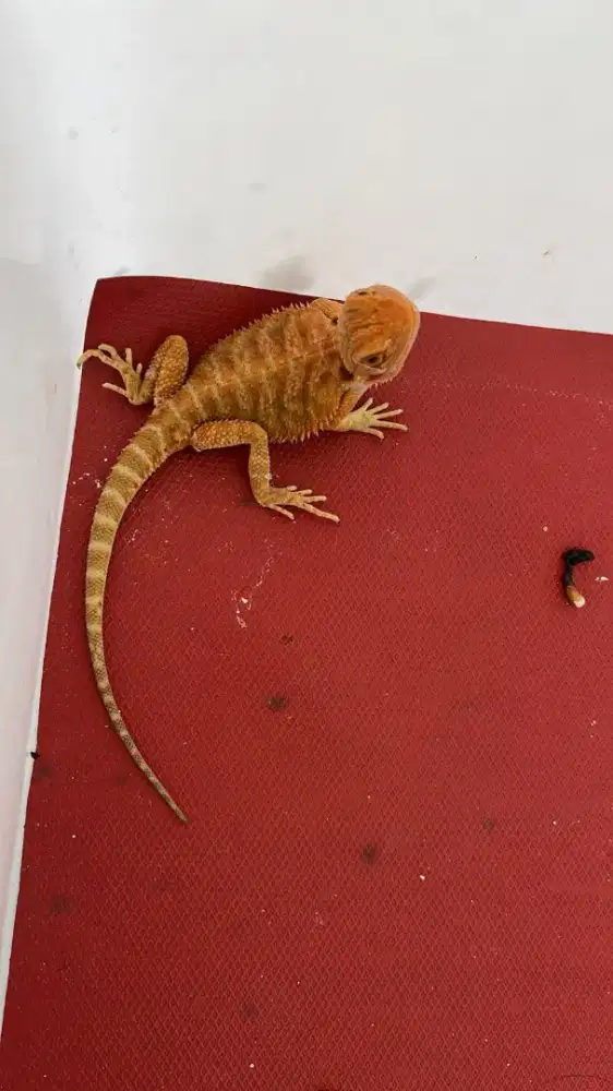 BEARDED DRAGON NEGO