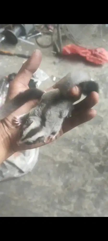 Sugar glider classic gray nego