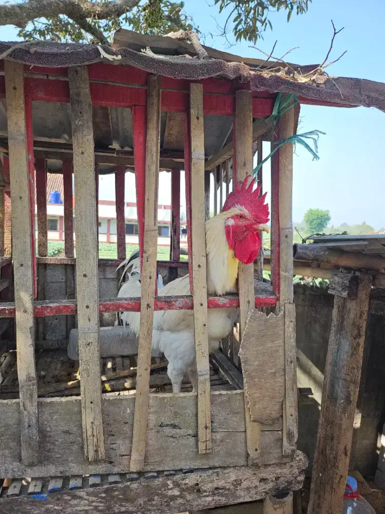 Ayam Pelung Jantan Dewasa Putih Mulus / Pejantan Tangguh Trah Bagus