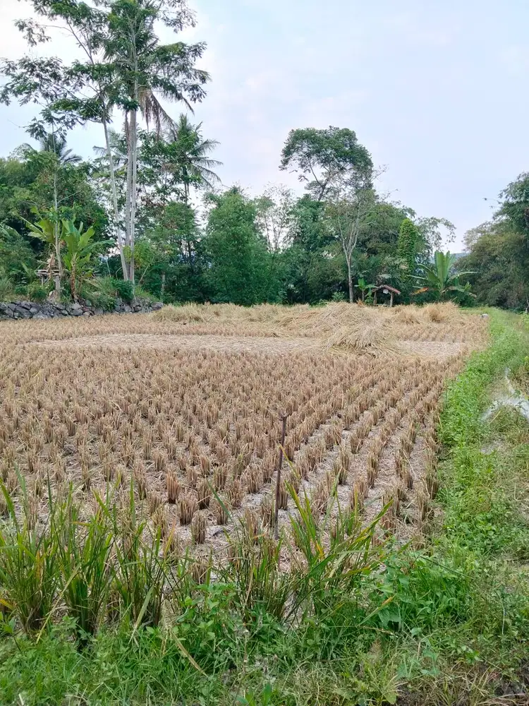 Tanah Sawah Produktif 420 m² – Kp. Ciwalen Pasar, Cianjur