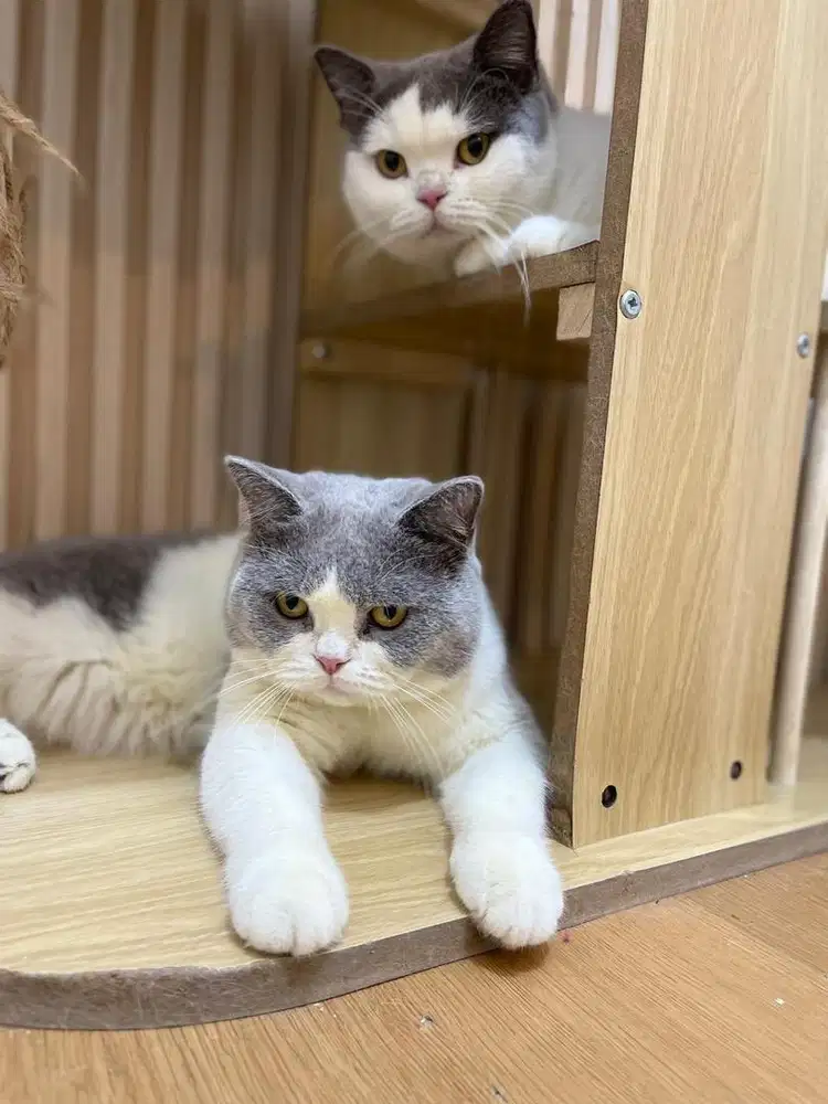Kucing bsh indukan import rusia
