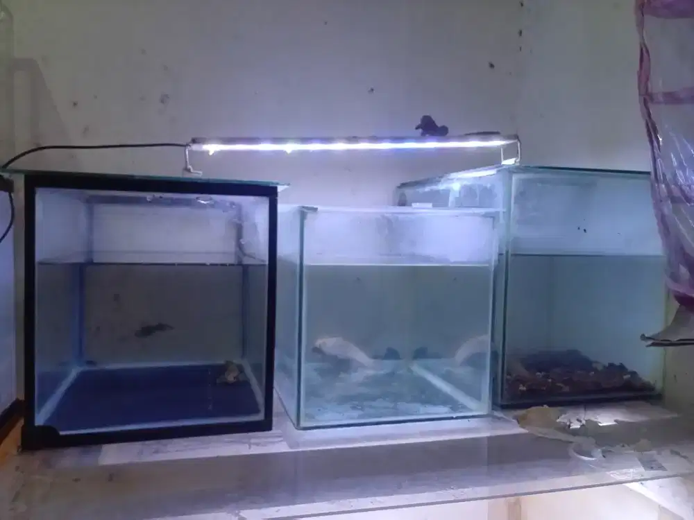 Borongan 3 ekor channa dan 3 aquarium 40x30x30 ketrangan di deskripsi