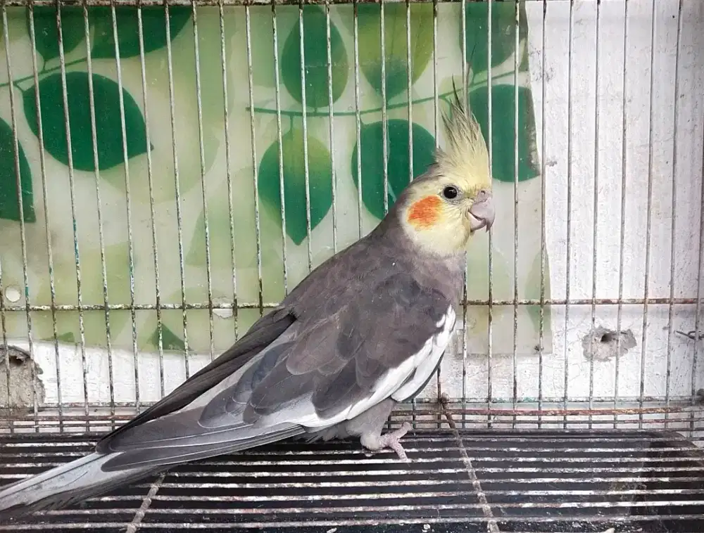 Falk parkit australia