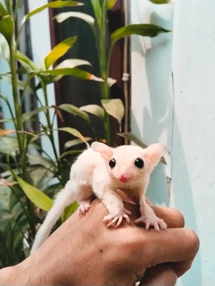 Sugar Glider Leucistic