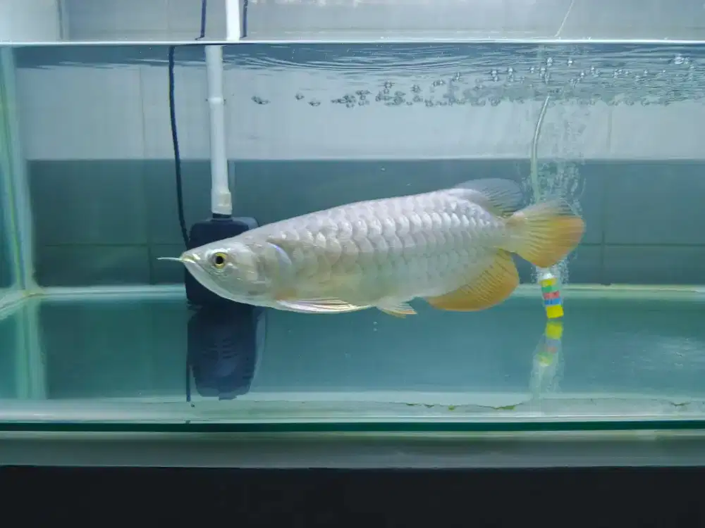 Arwana golden red