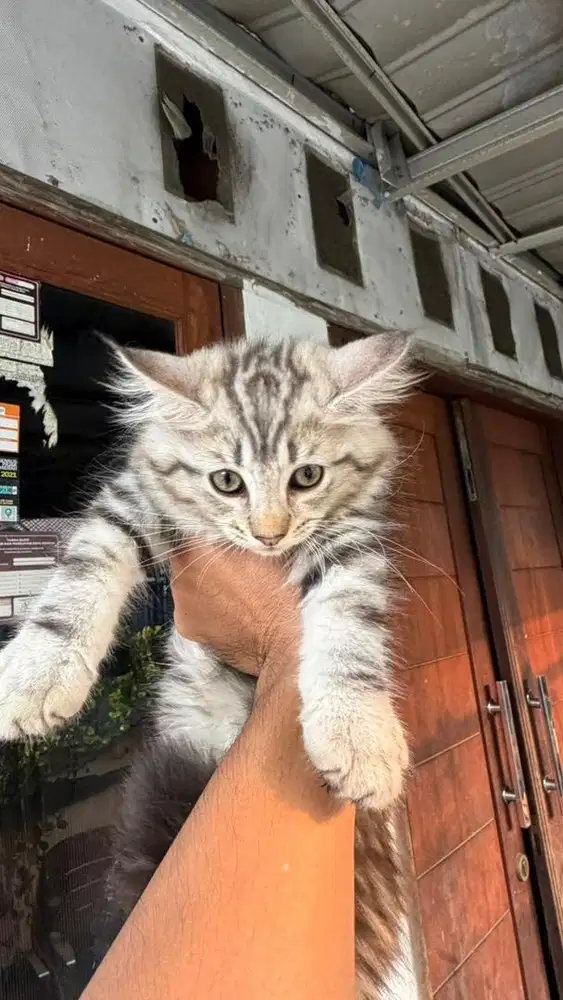Mix Maine Coon dan Persia (betina) usia jalan 3 bulan