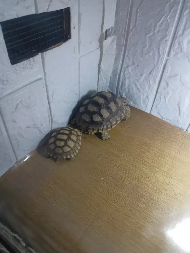 Kura kura sulcata