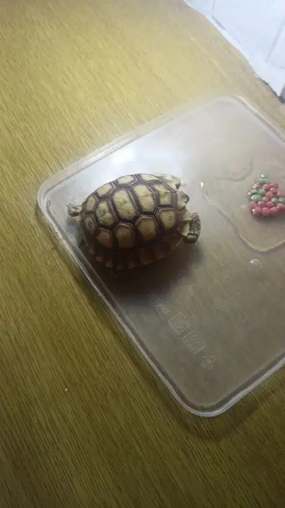 Kura kura sulcata