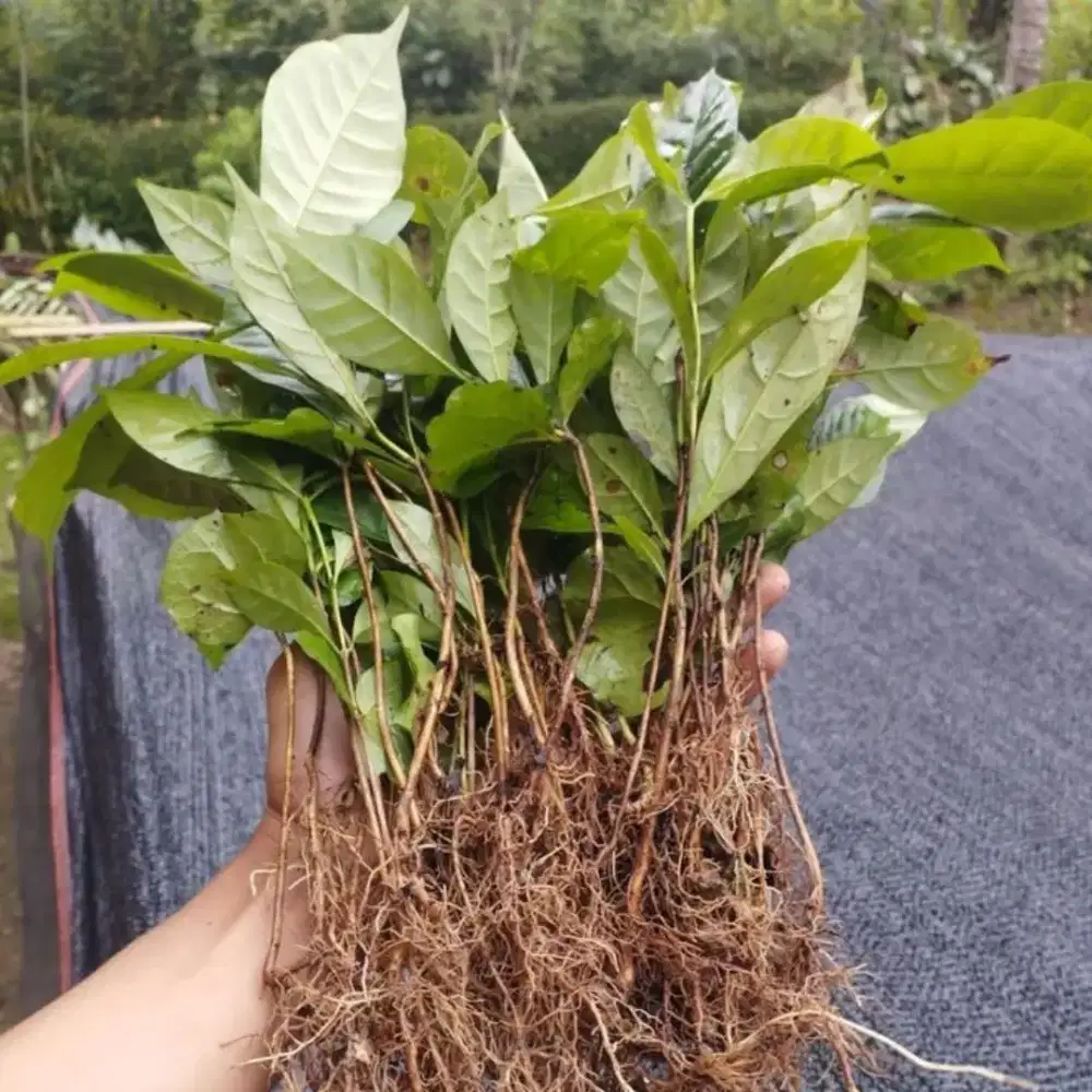 Bibit kopi kampung