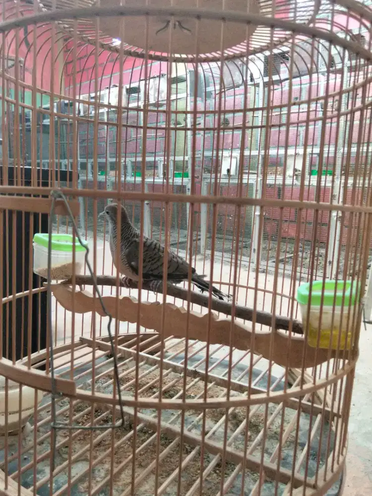 Perkutut bangkok