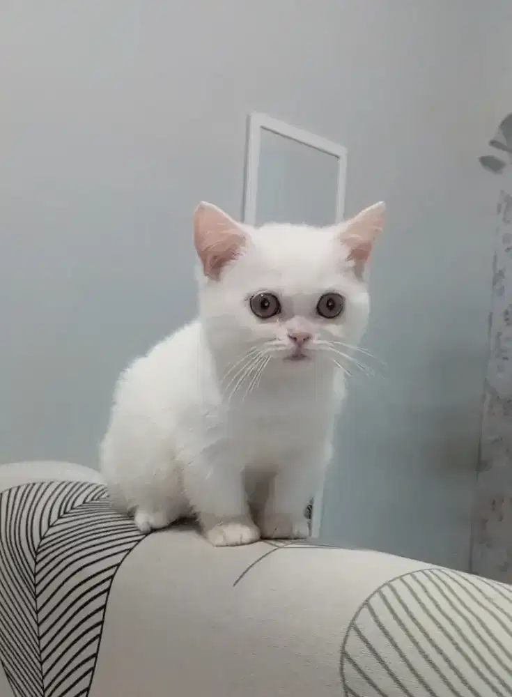 BSH MUNCHKIN WHITE SOLID