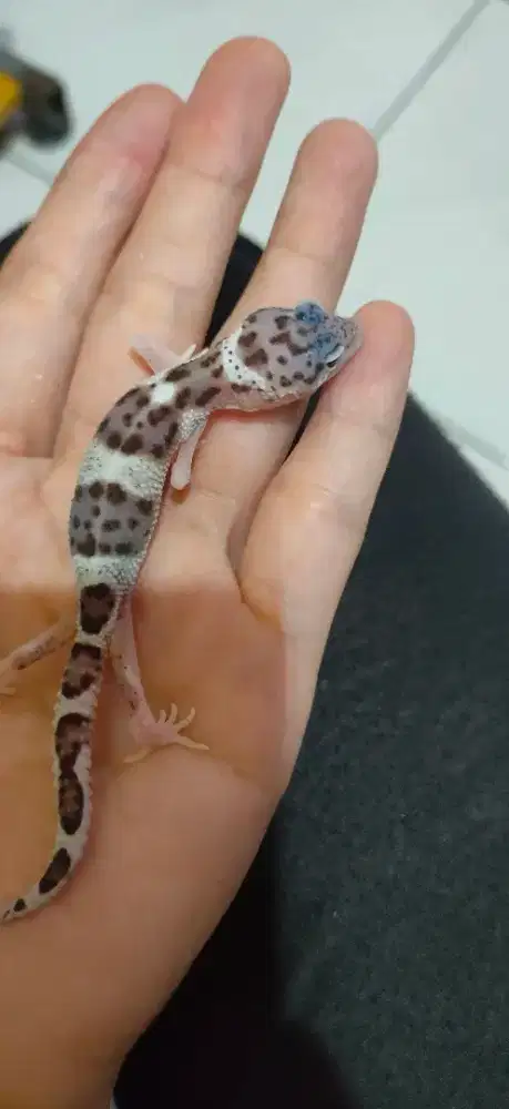 Gecko Anakan baru 3 bulan