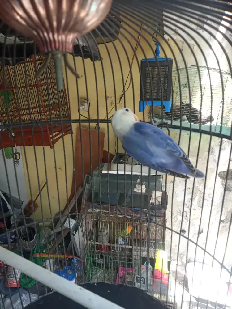 Jual burung lovebird warna biola