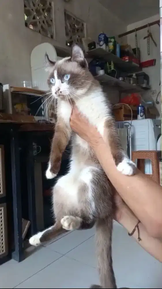 Ragdoll keriting jantan 1.5th