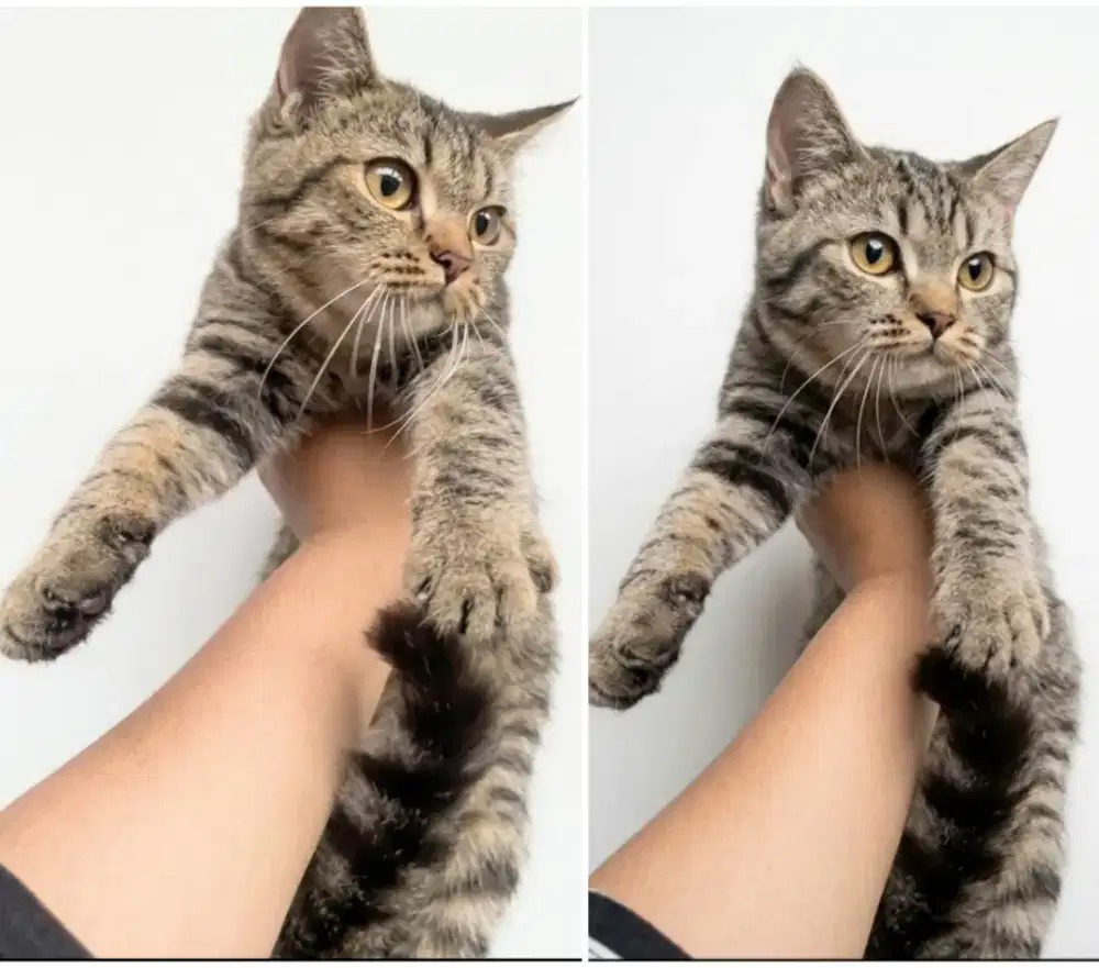 Kucing kitten British shorthair golden black tabby