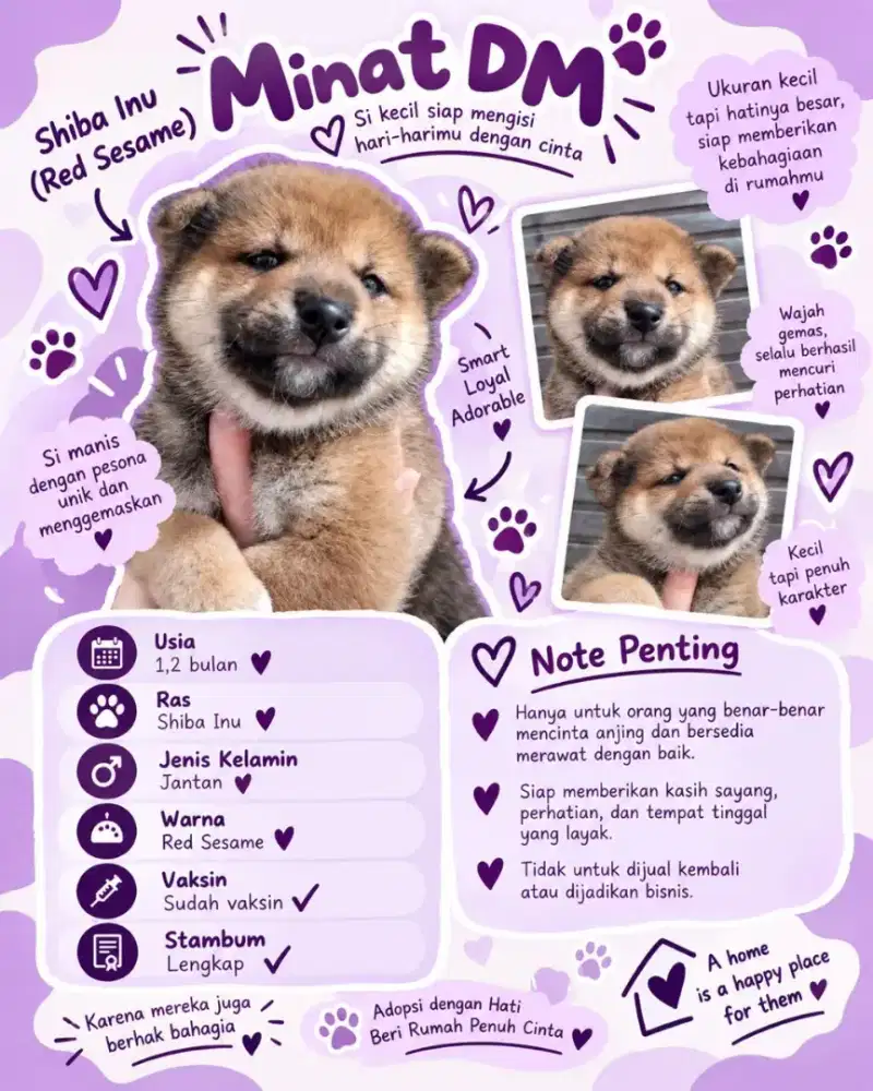 Mameshiba
Red sesame jantan 
Bloodline japan
Stambum