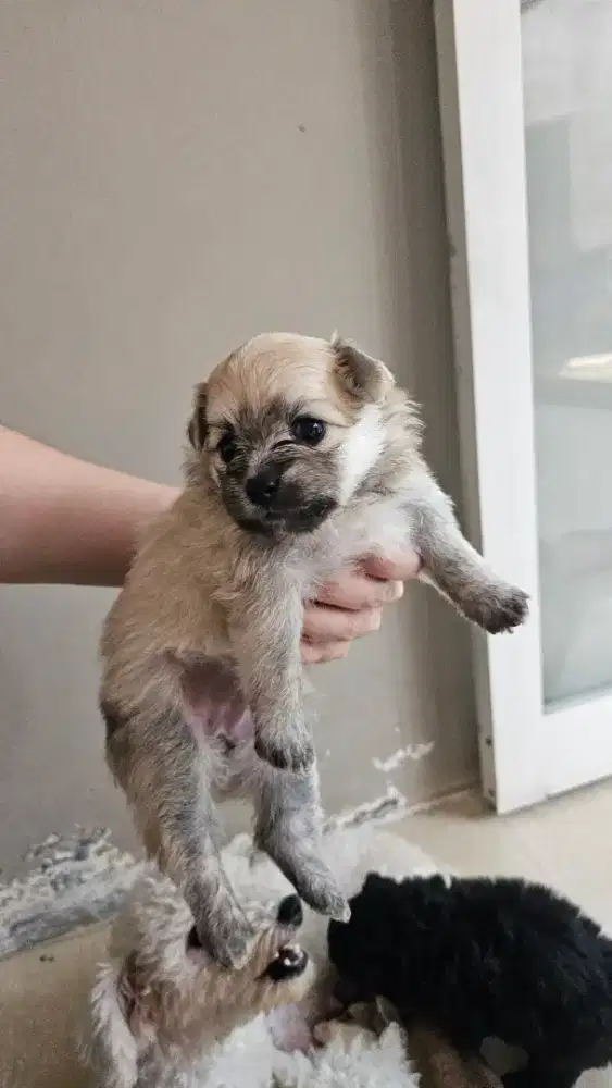 PUPPY POODLE X MINIPOM